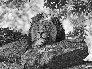 green, Lion, stone