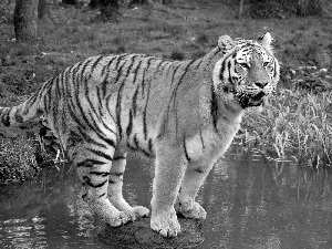 tiger, water, green, Stone