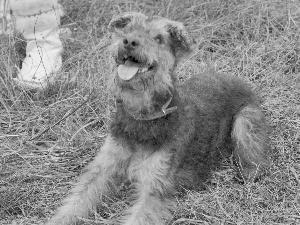 dog-collar, Welsh Terrier, Green