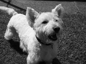 grass, West Highland White Terrier, Green