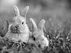 rabbits, Two cars, Grey