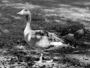 goose, greylag