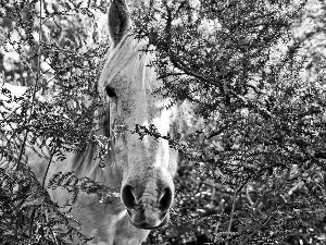 branch pics, Horse, grizzle