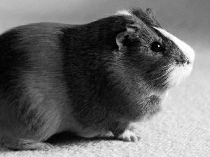 guinea pig, maritime