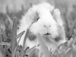 guinea pig, maritime