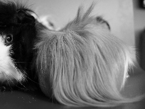 guinea pig