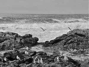 sea, Waves, gulls, rocks
