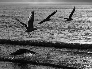 sea, gulls