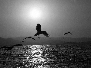 gulls, west, sun