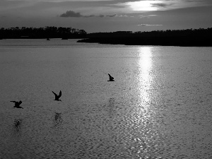 west, sea, gulls, sun