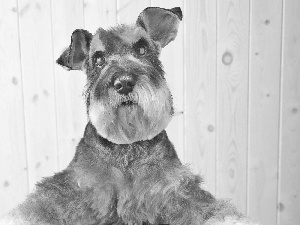 hair, Schnauzer, average