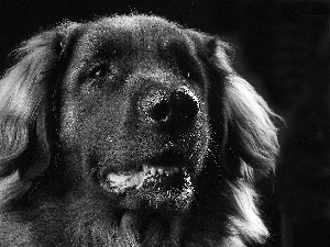 dog, long, hair, black