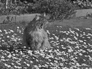 kitten, long, hair, grass