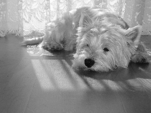 hair, White, terrier