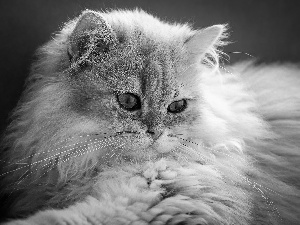 Eyes, British Long-haired Cat, green ones