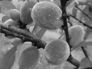 Hairs, maturing, peaches