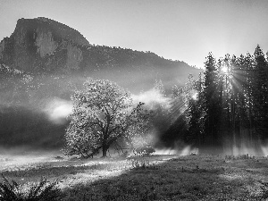 California, The United States, Yosemite National Park, Half Dome Mountain, viewes, Fog, Mountains, trees, autumn
