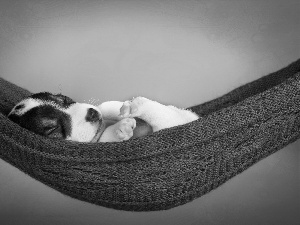 Hammock, sleepy, Puppy