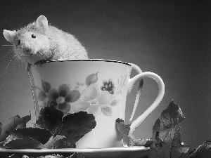 cup, hamster