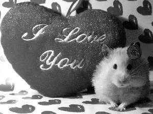 hamster, Heart, text