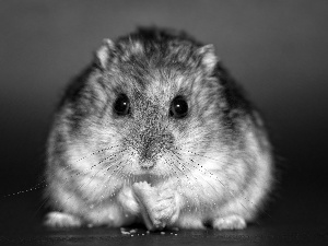 hamster