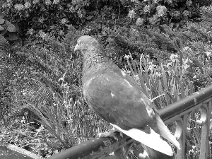 Flowers, pigeon, hand-rail