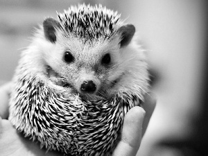 hedgehog, hand