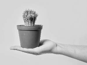 hand, Cactus, pot