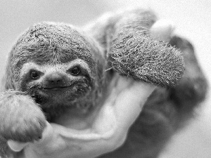 sloth, hand