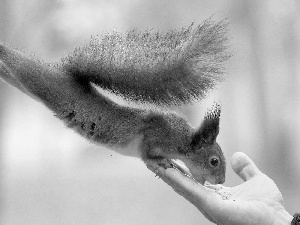 stretched, food, hand, squirrel