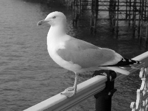 water, seagull, hand-rail