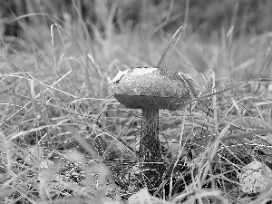 handle, grass, Kozak, Hat, Mushrooms