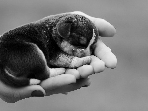 hands, small, doggy