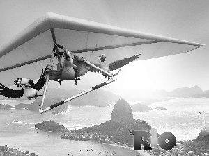 Rio, Toucan, hang-glider, Parrots
