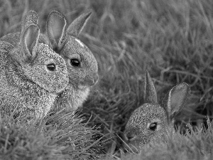 Green, Three, hare, grass