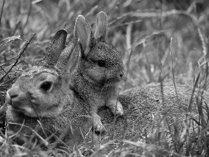 grass, Two cars, hare