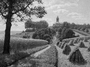 harvest, picture, corn, summer, Field