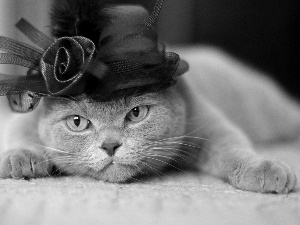 cat, Shorthair, hat, British