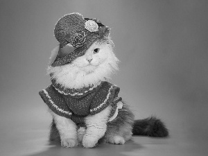 Hat, kitten, clothes