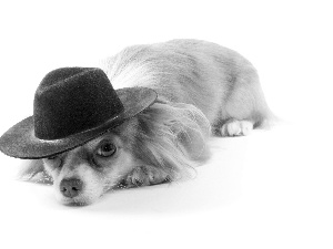 dog, Hat