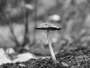 Hat, mushroom, handle