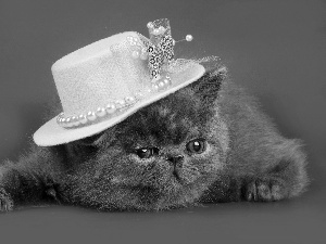hat, Gray, kitten