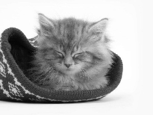 Hat, small, kitten
