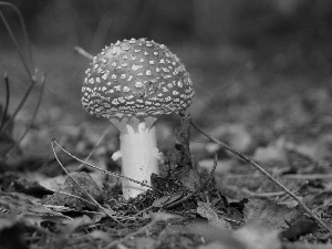 Mushrooms, Red, Hat, toadstool