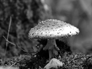 Mushrooms, Red, Hat, toadstool