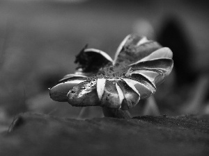 Mushrooms, Hat