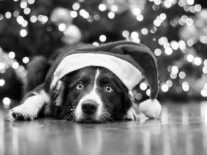 Hat, Nicholas, dog, Border Collie, lying