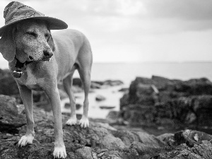 dog, Stones rocks, Jindo, Hat