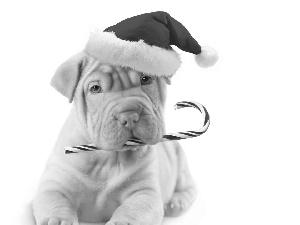 dog, Hat, Nicholas, Shar Pei