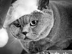 Nicholas, British Shorthair Cat, Hat